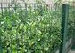 Decoração soldada verde da cerca do jardim do fio com largura de 1.5-3.0m fornecedor