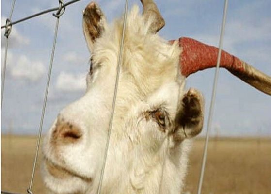 China Fio galvanizado bonde da cabra que cerca os painéis para animais de exploração agrícola, Eco amigável fornecedor
