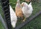 O cerco da cerca da rede de arame de Gabion das aves domésticas/fio da galinha almofada o dobro - torcido fornecedor