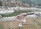 O PVC revestiu o elo de corrente do cerco da cerca da rede de fio/fio do verde para a proteção do jardim zoológico fornecedor